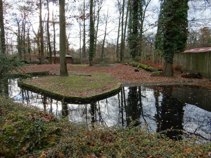 Paddock of Hexaprotodon liberiensis