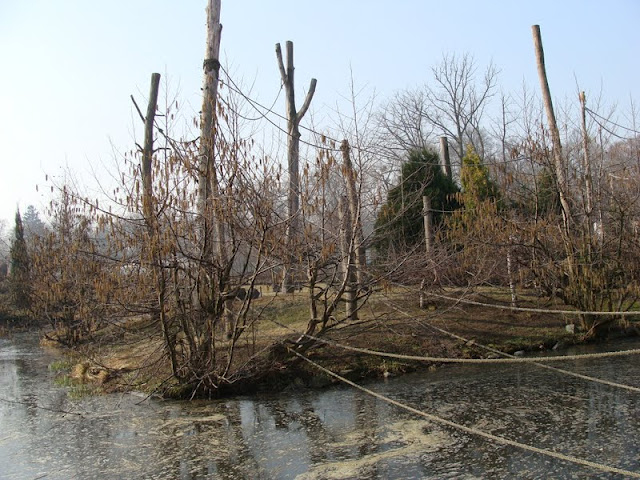 Paddock of Hylobates syndactylus