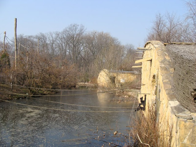 Paddock of Hylobates syndactylus