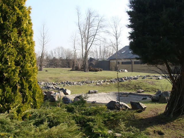 Paddock of Lama glama