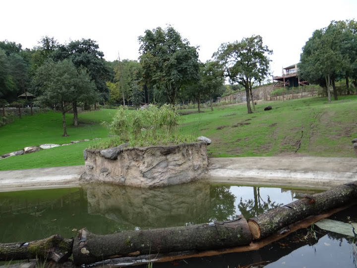 Paddock of Loxodonta africana