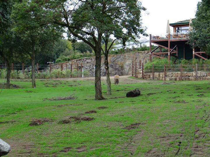 Paddock of Loxodonta africana