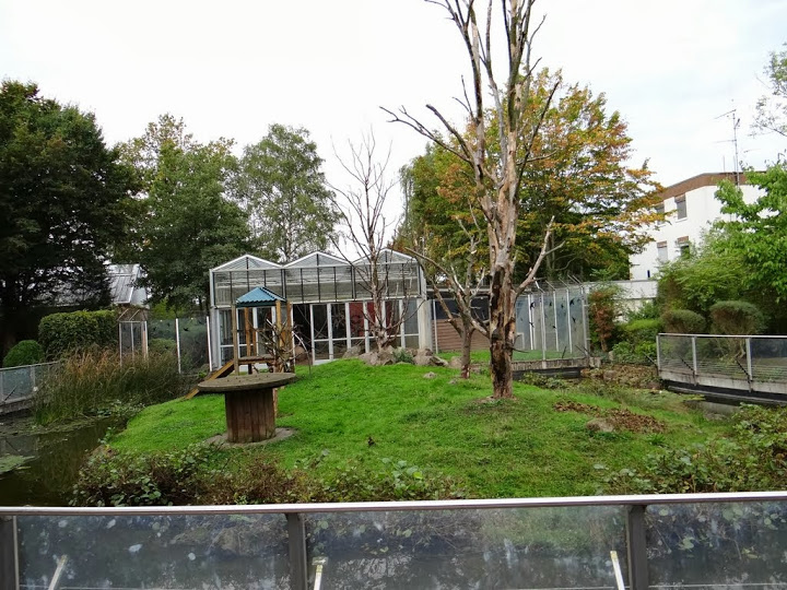 Paddock of Macaca nigra