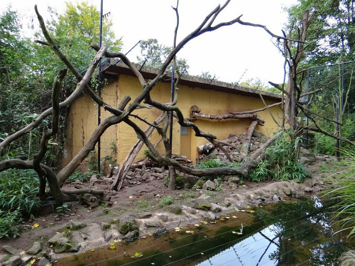 Paddock of Nasua nasua