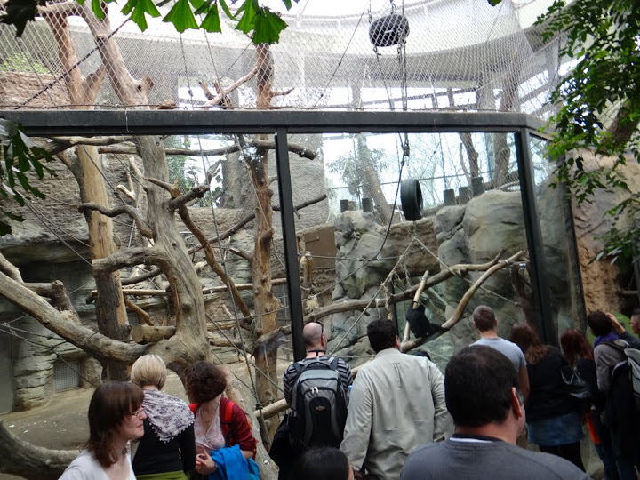 Paddock of Nomascus leucogenys