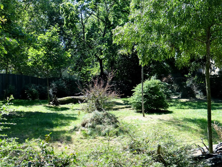 Paddock of Okapia johnstoni