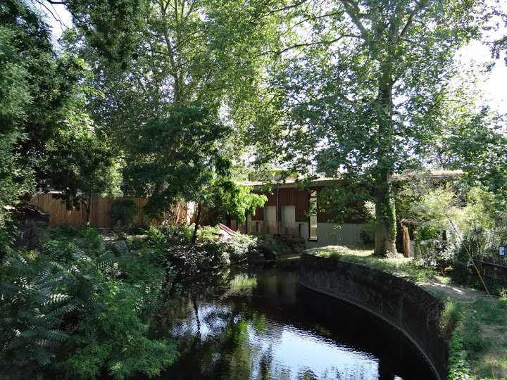 Paddock of Panthera leo persica