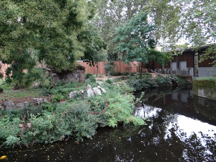 Paddock of Panthera leo persica