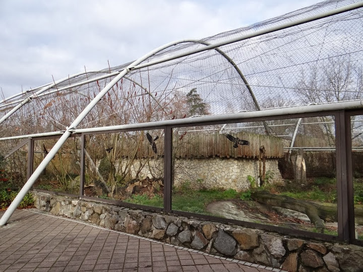 Paddock of Panthera onca