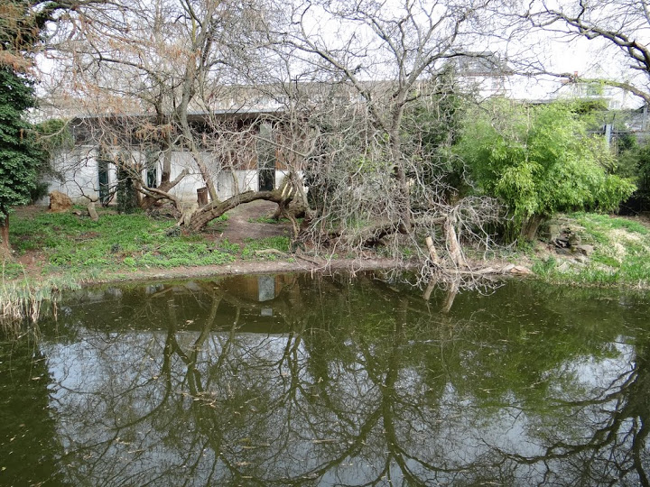 Paddock of Panthera tigris sumatrae