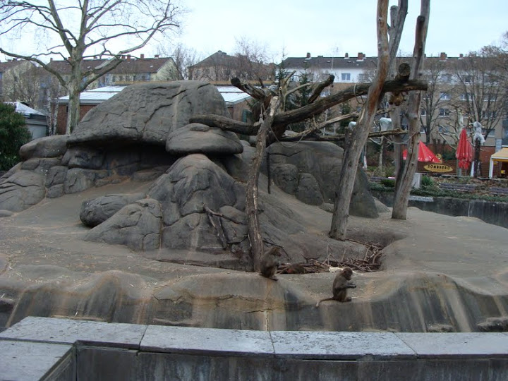 Paddock of Papio hamadryas