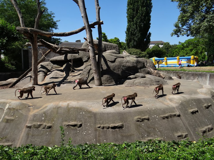 Paddock of Papio hamadryas