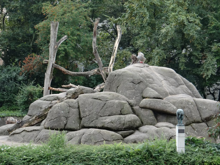 Paddock of Papio hamadryas