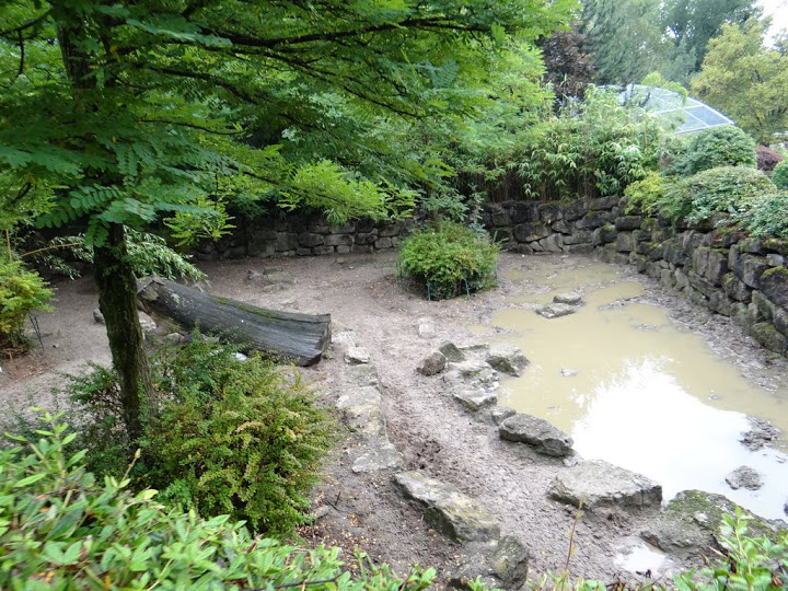 Paddock  of Phacochoreus aethiopicus