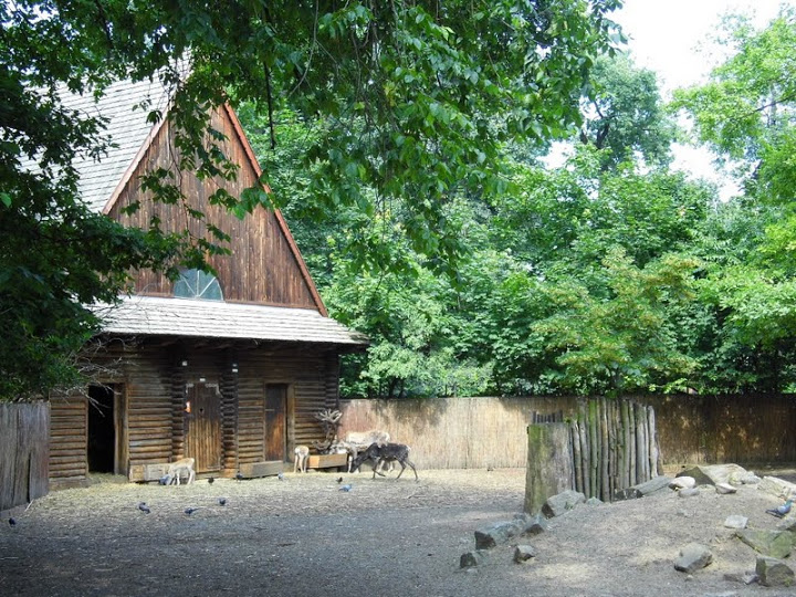 Paddock of Rangifer tarandus