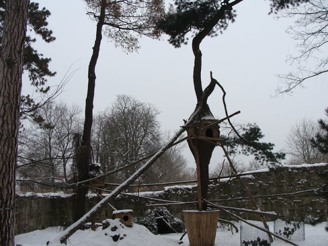 Paddock of red pandas