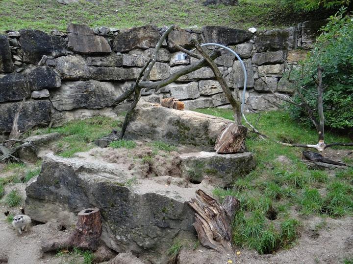 Paddock of Suricata suricatta