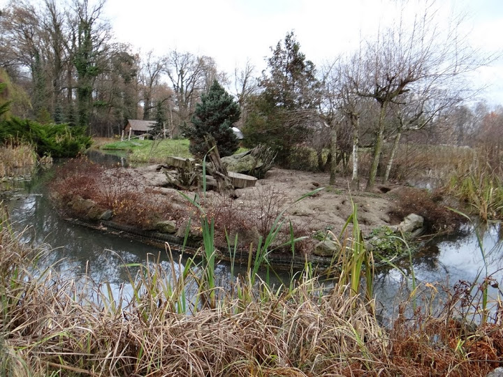 Paddock of Suricata suricatta