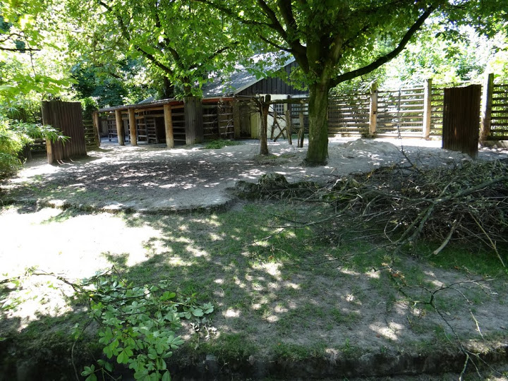 Paddock of Tragelaphus eurycerus isaaci
