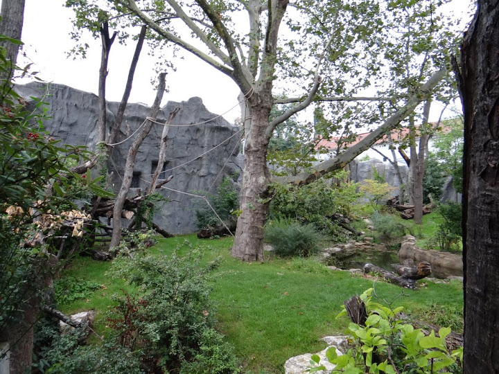 Paddock of Tremarctos ornatus / Alouatta caraya