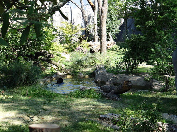 Paddock of Tremarctos ornatus and Alouatta caraya