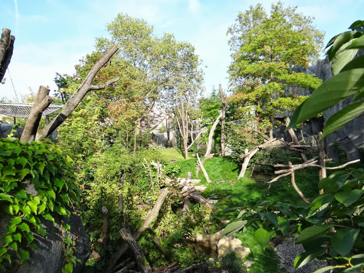 Paddock of Tremarctos ornatus