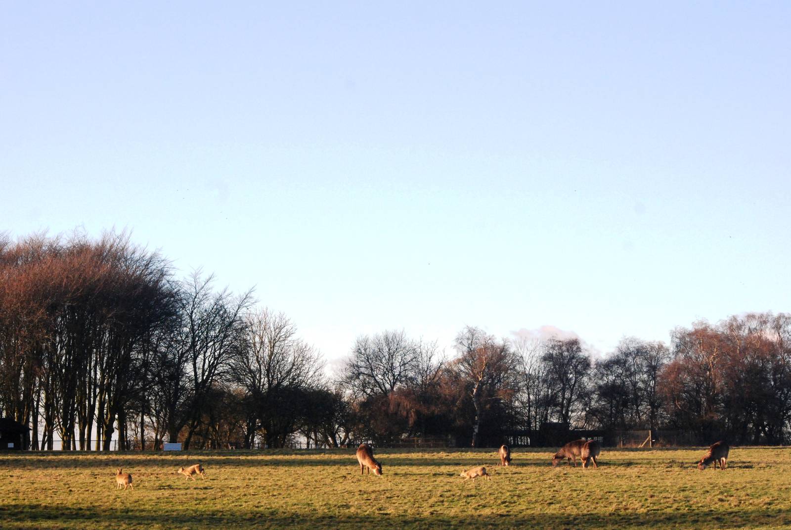 Paddock View at Whipsnade, 07/12/12