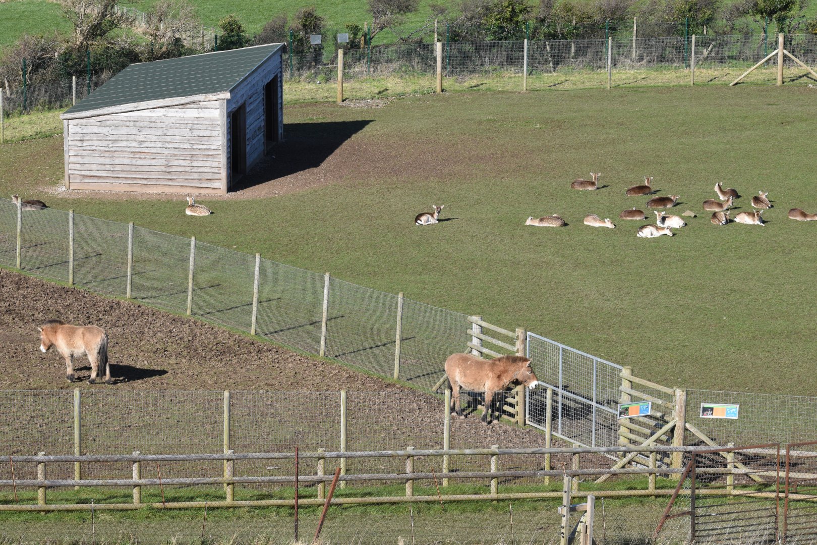 Paddock view - Przewalski's horse and European fallow deer