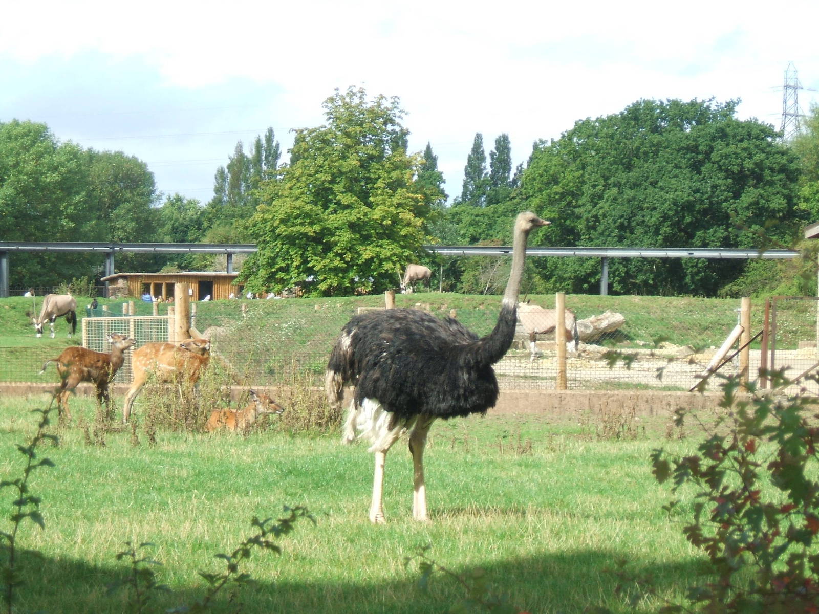 Paddocks at Chester Zoo, 2007