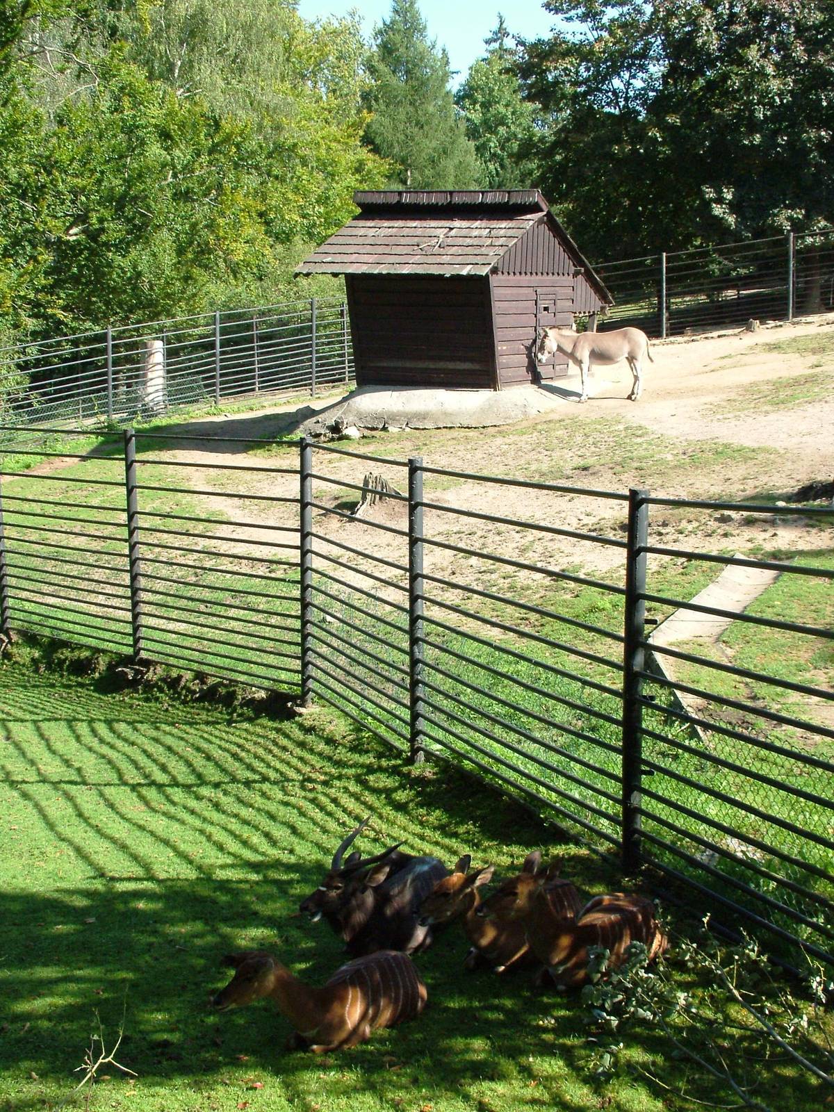 Paddocks at Liberec, 28/08/12