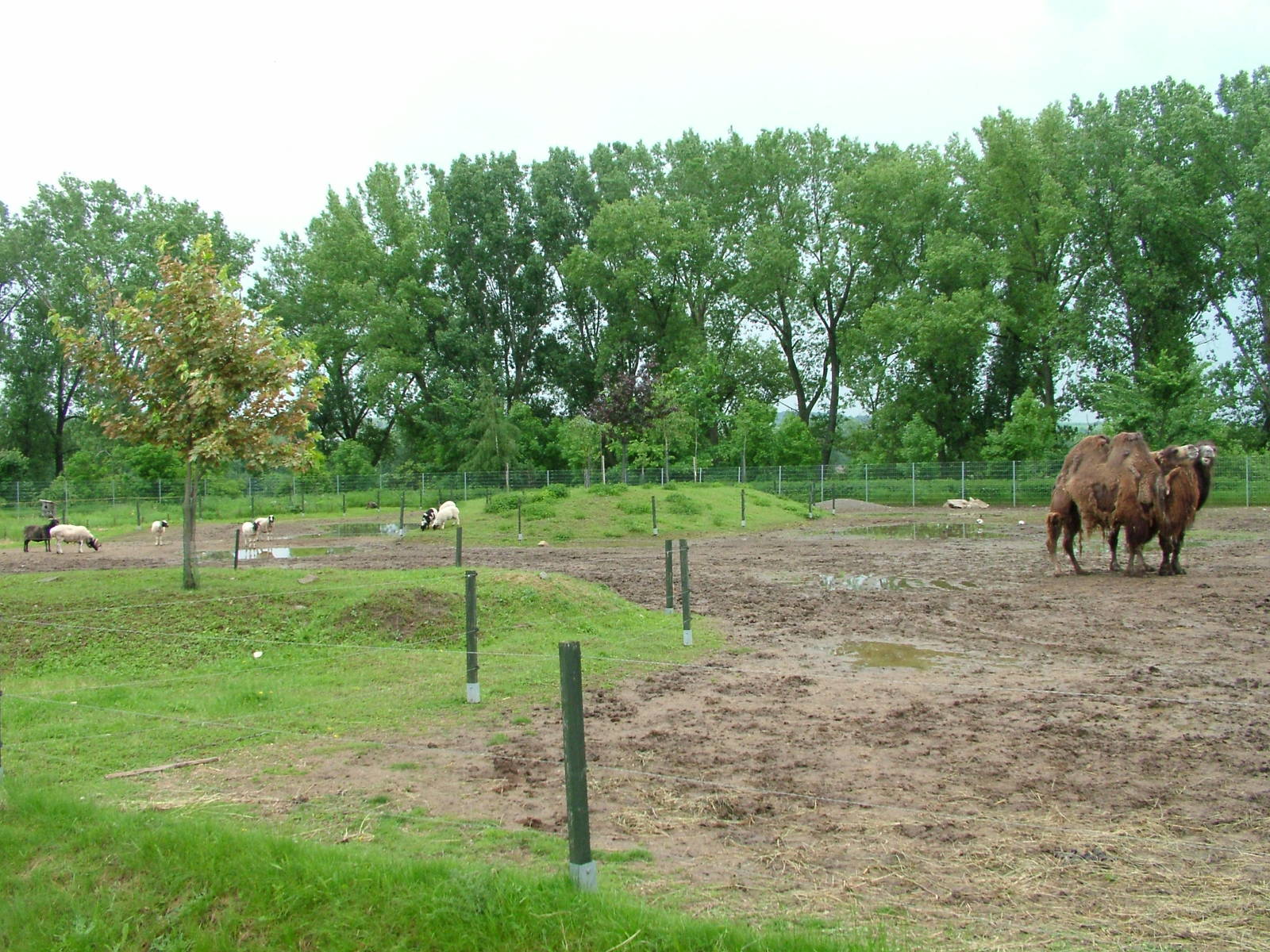 Paddocks at Vyskov, 30/05/10