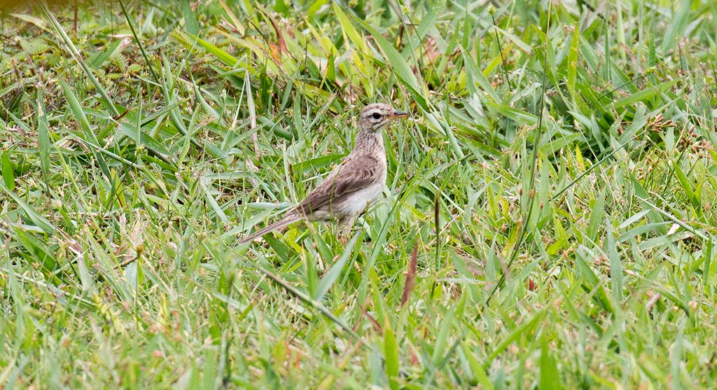 Paddyfield Pipit