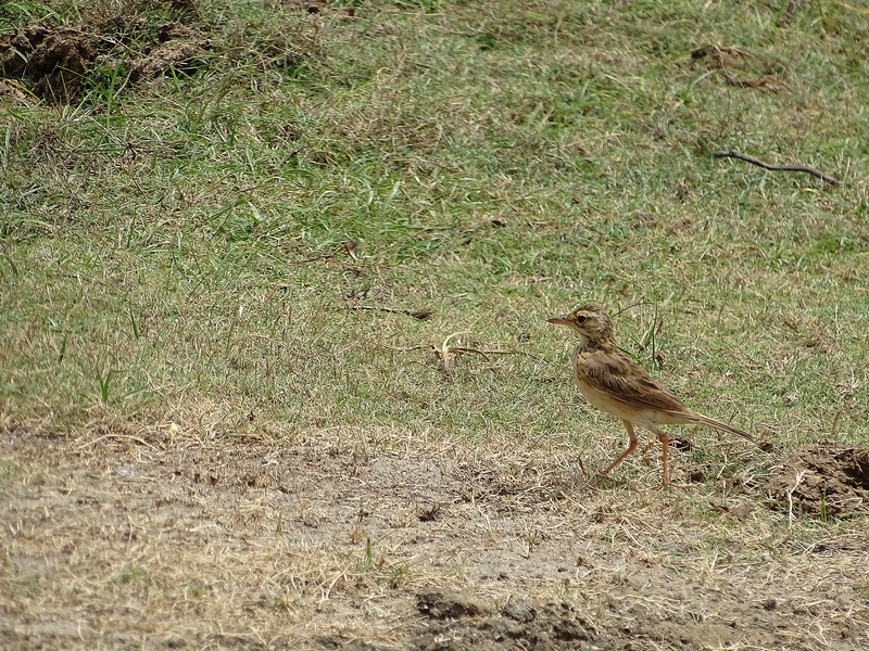 Paddyfield pipit