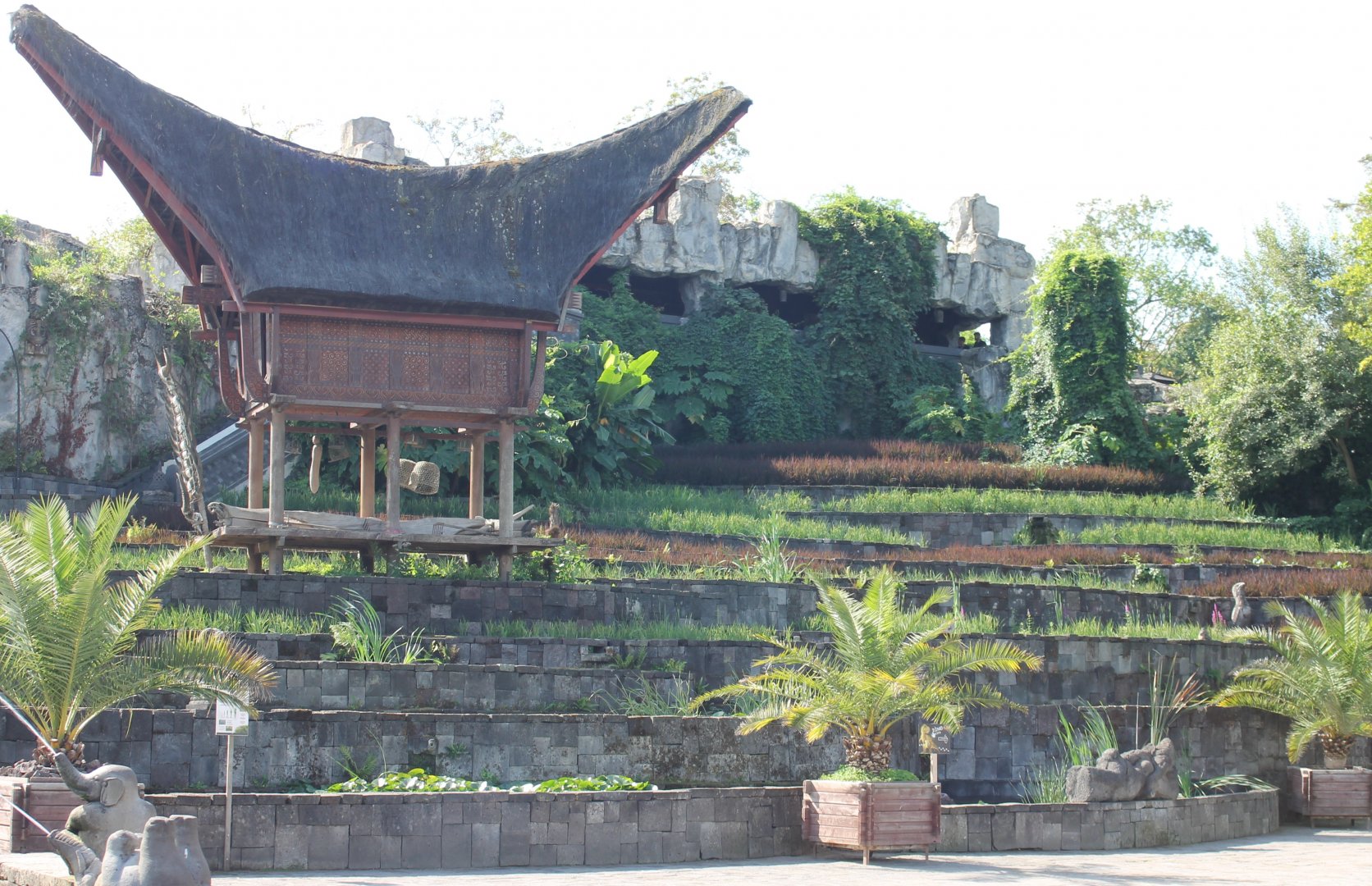 Paddy's - rice-fields