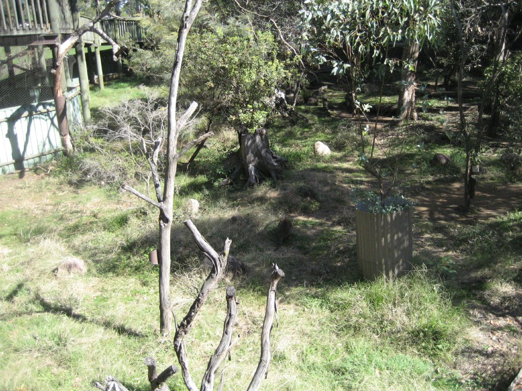 Pademelon enclosure