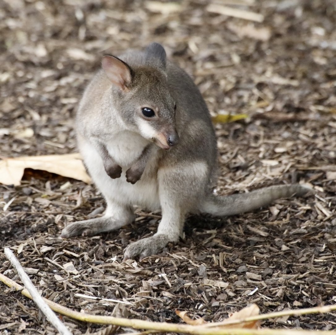 Pademelon Joey