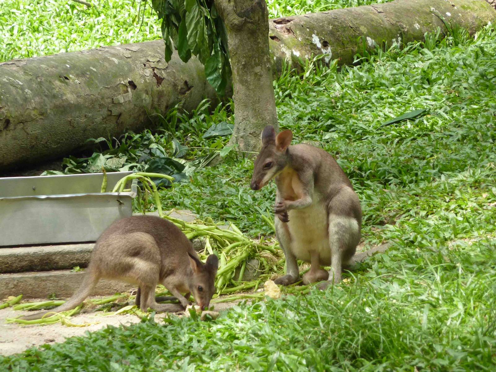 Pademelon, May 2013.