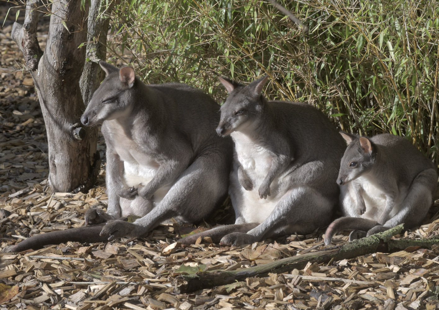 Pademelon, pademelon, pademelon.