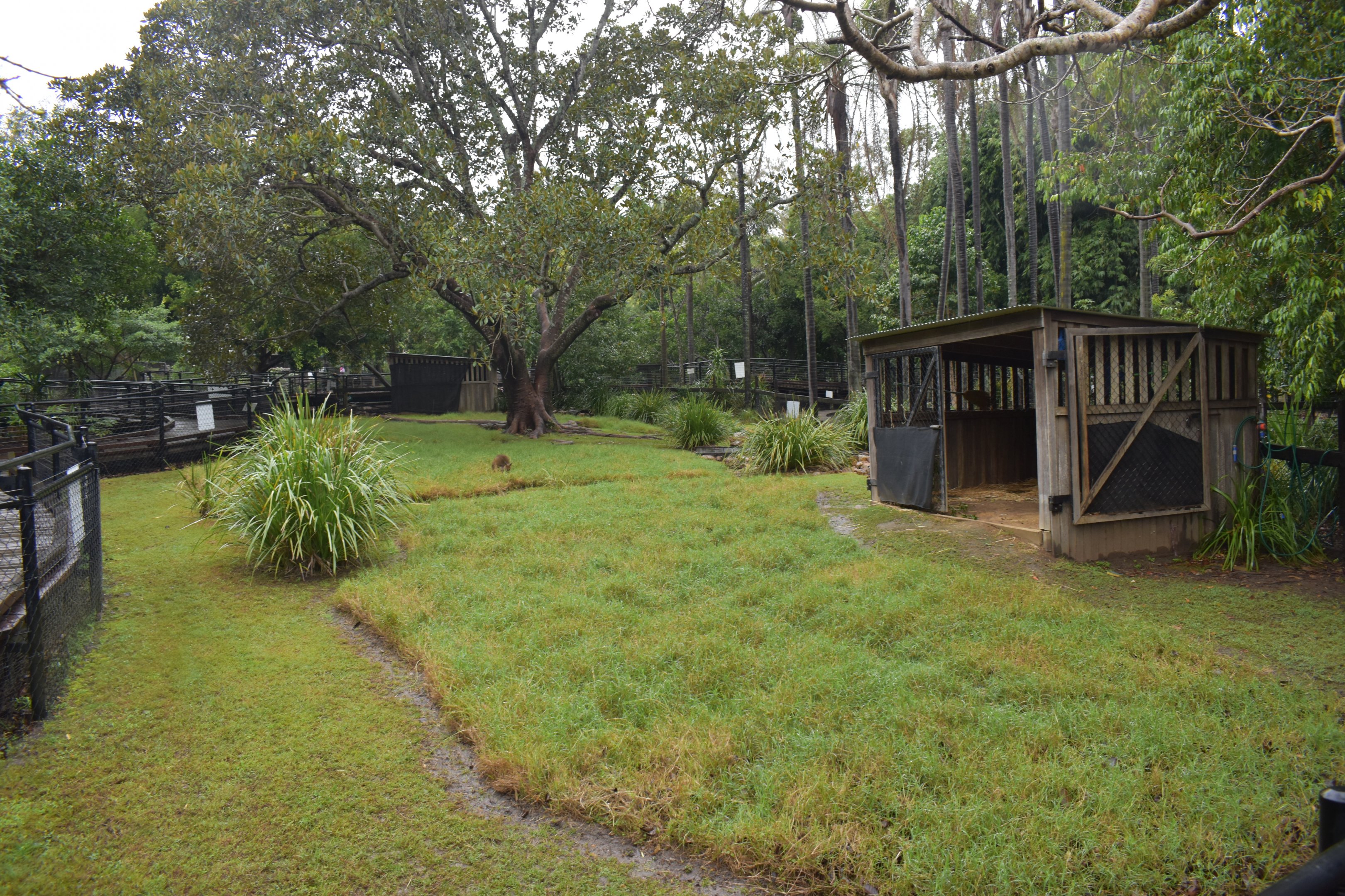 Pademelon/Swamp Wallaby Enclosure