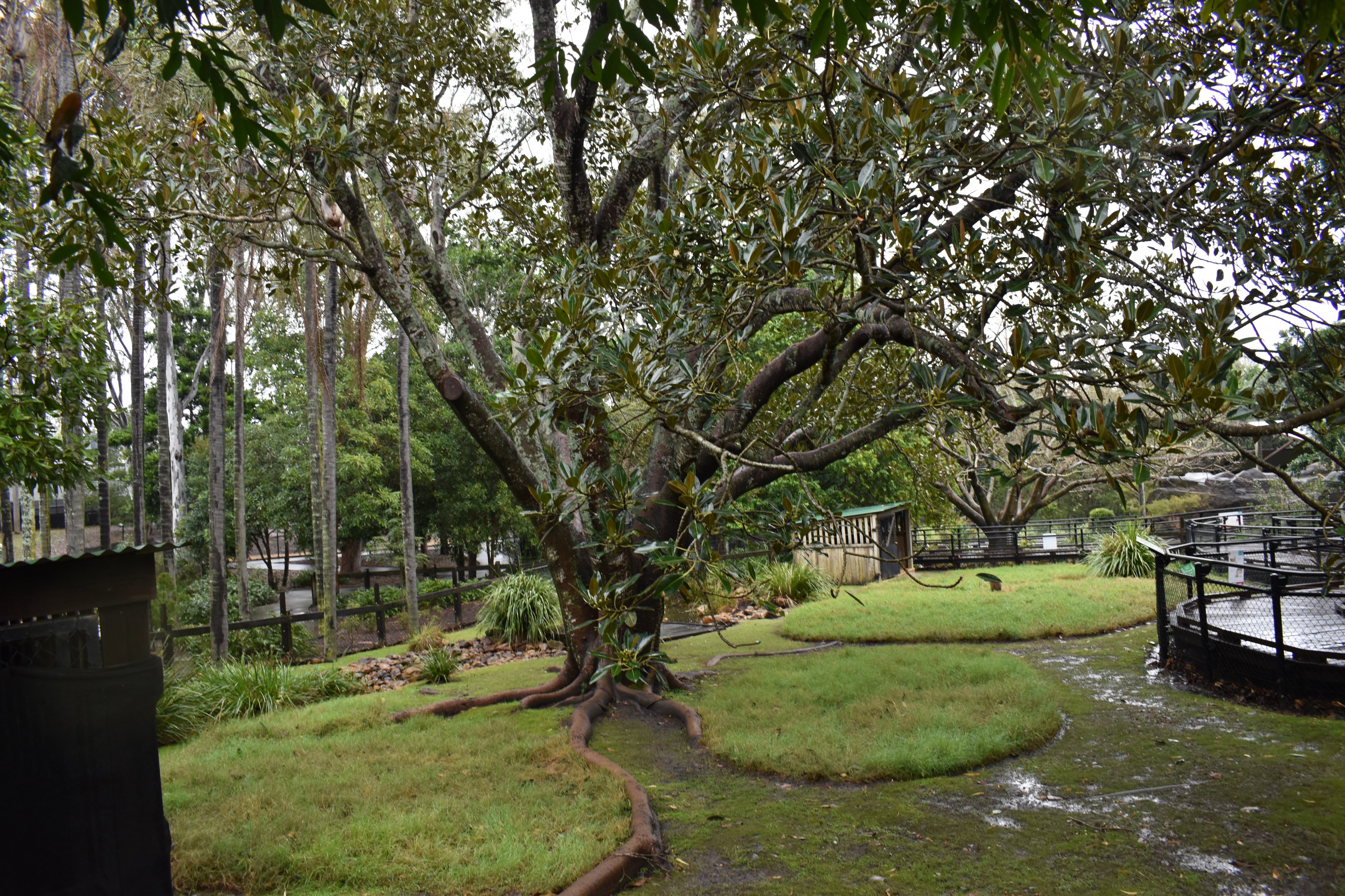 Pademelon/Swamp Wallaby Enclosure