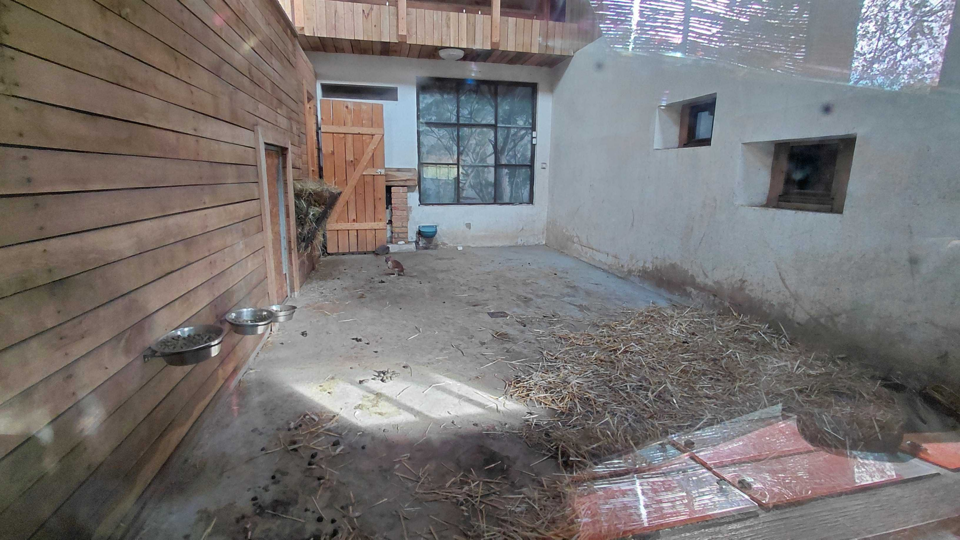 Pademelon + wallaroo indoor exhibit