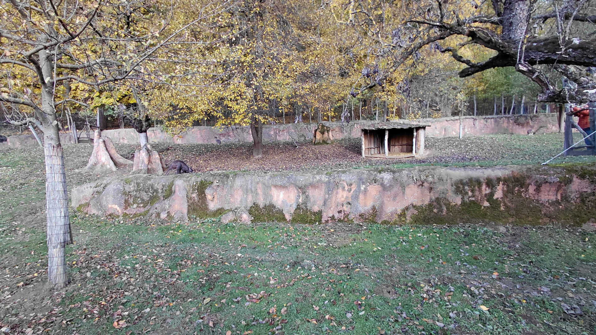 Pademelon + wallaroo outdoor exhibit