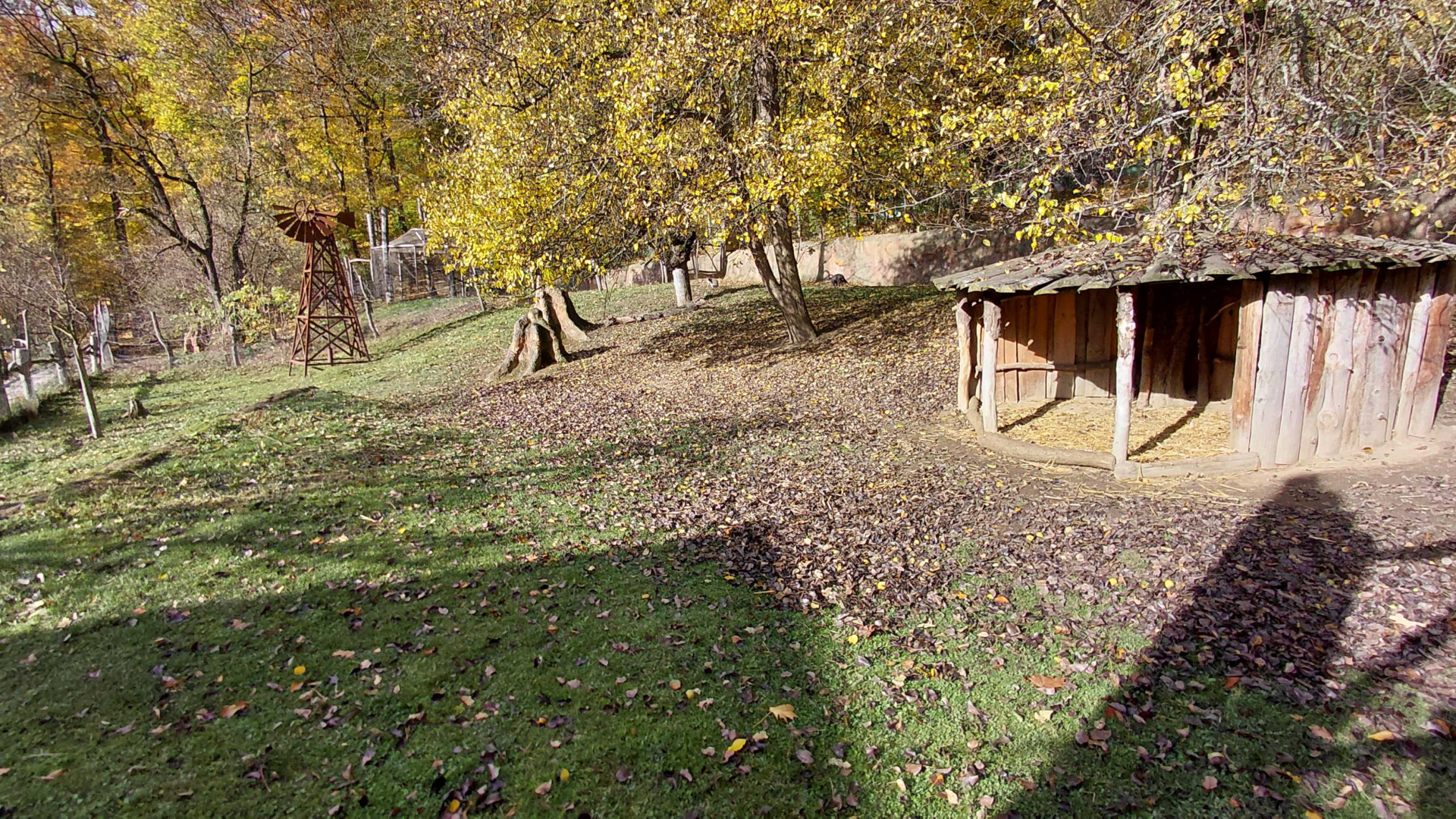 Pademelon + wallaroo outdoor exhibit