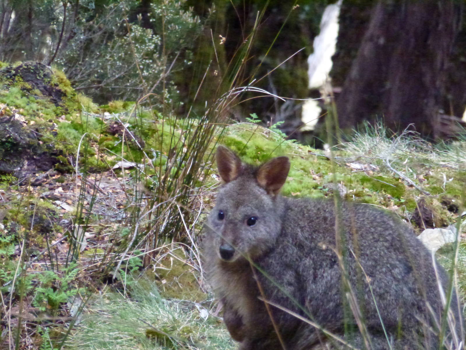 pademelon