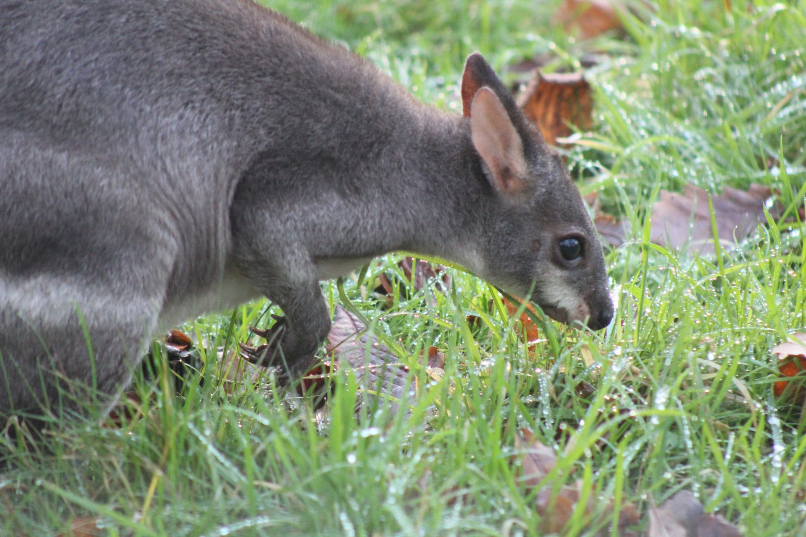 Pademelon