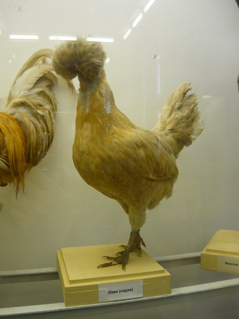 Padovana chicken