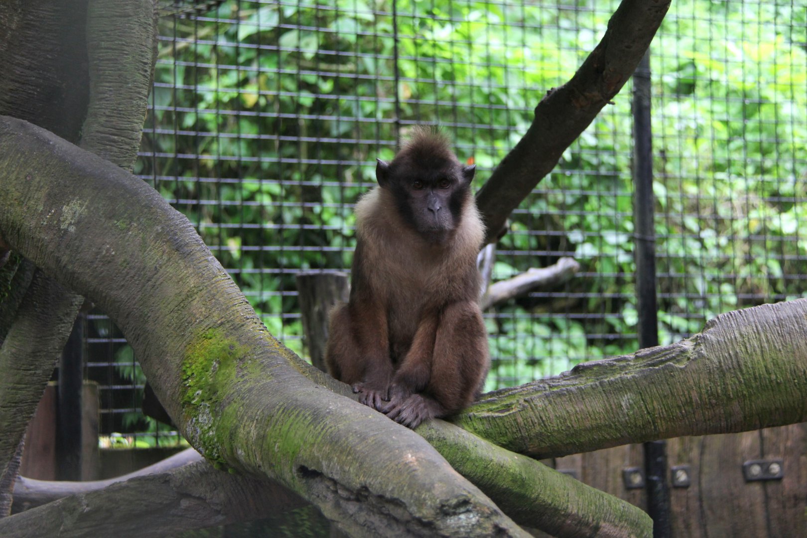 Pagai Island macaque (Macaca pagensis)