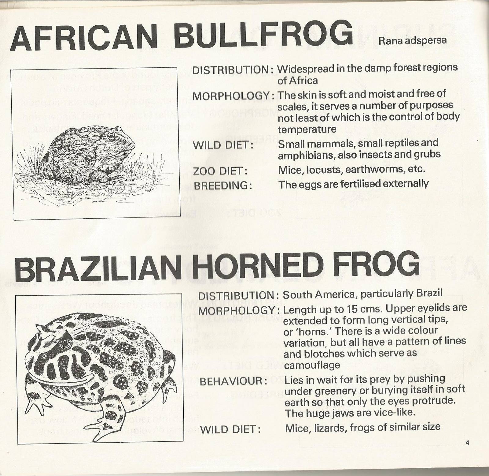 Page from The Animals of Flamingo Land, 1976