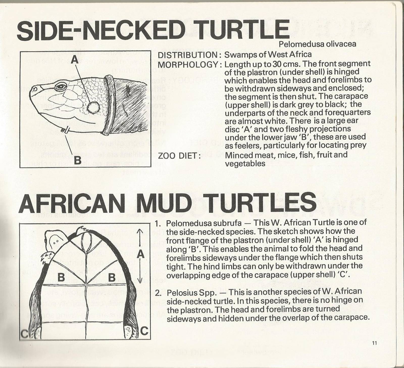 Page from The Animals of Flamingo Land, 1976