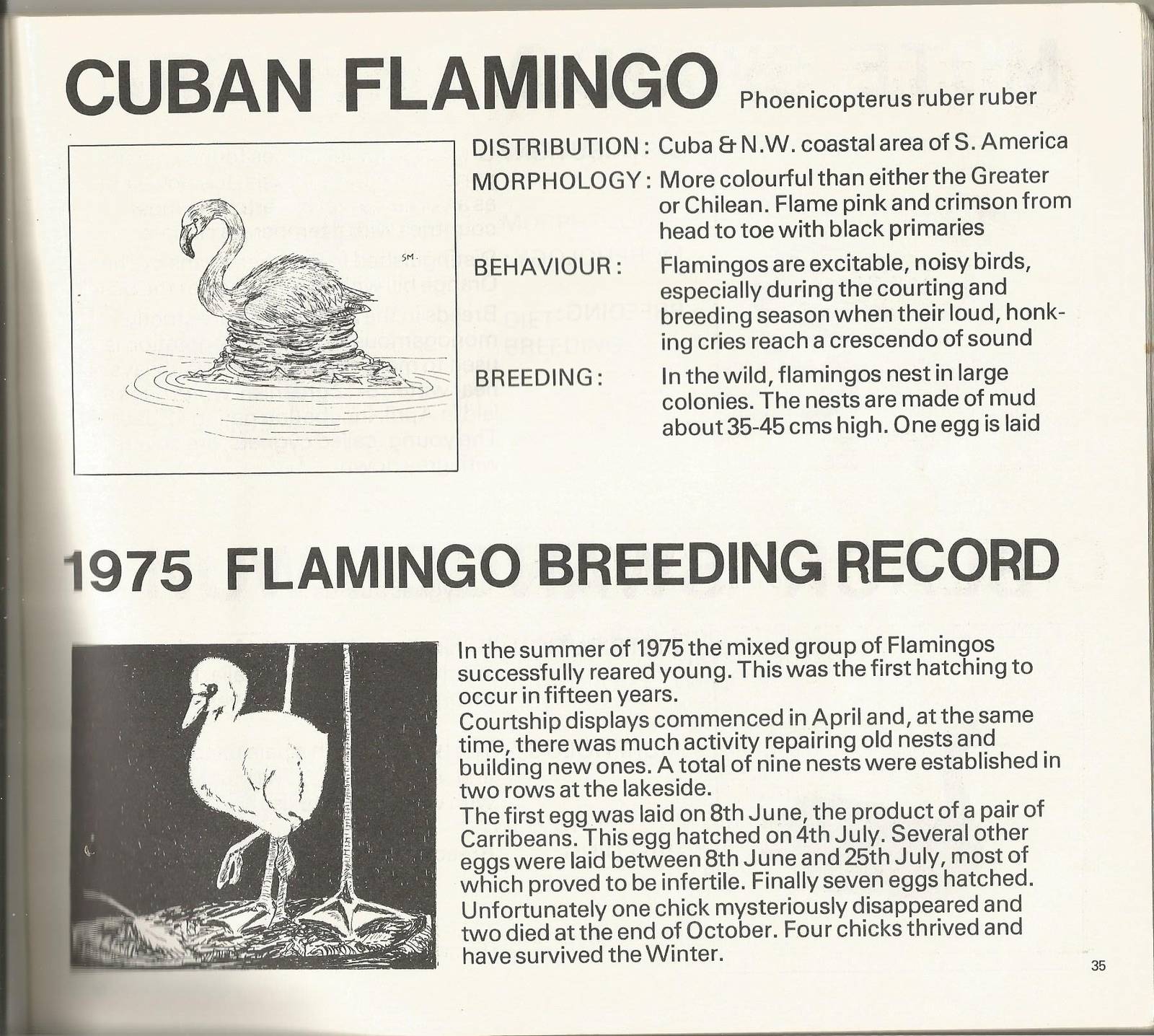 Page from The Animals of Flamingo Land, 1976